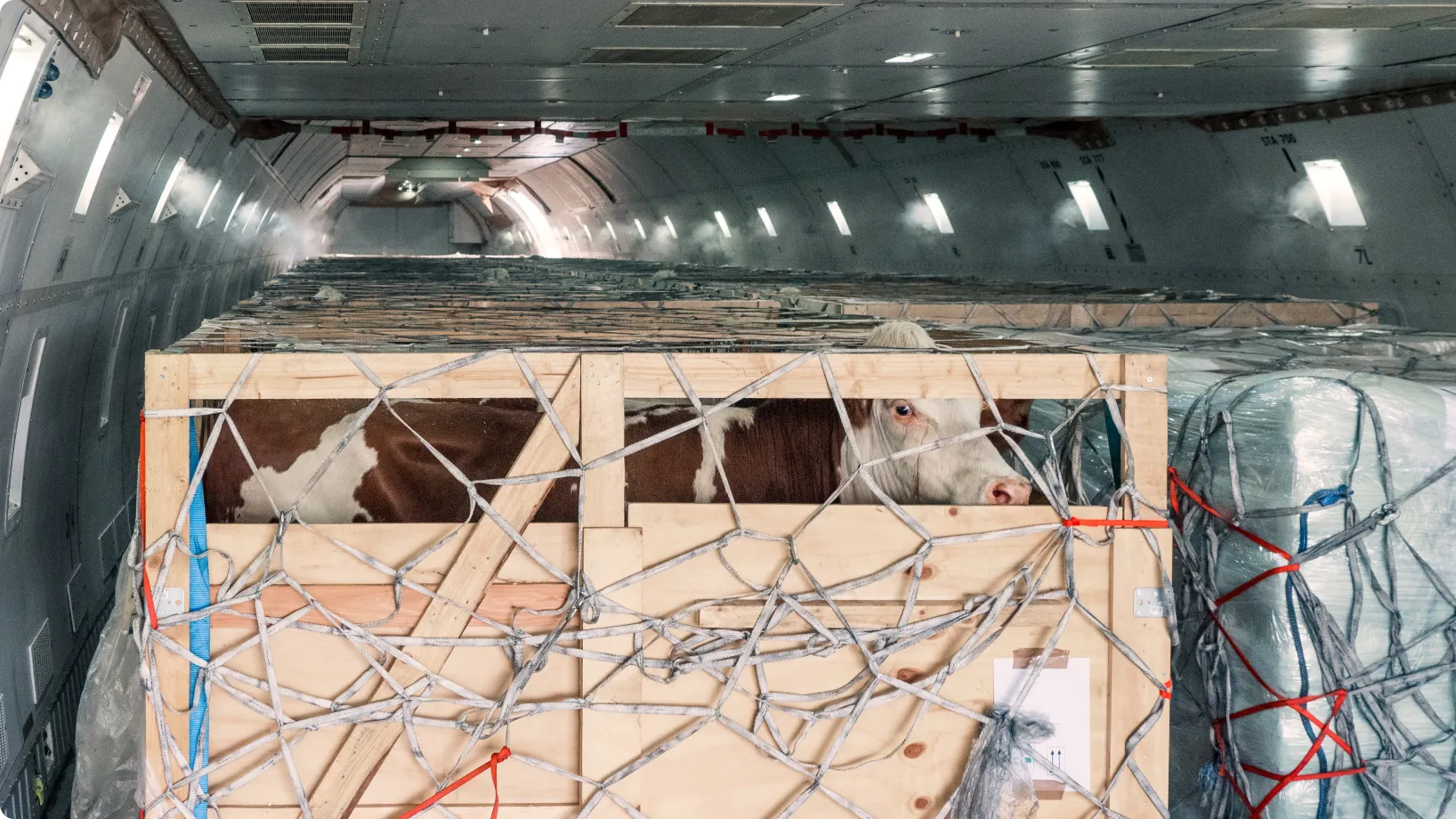 A cow peers through a slatted wooden crate, restrained by cargo netting while being transported inside a dim airplane cargo hold lined with stacked pallets and secured packages.